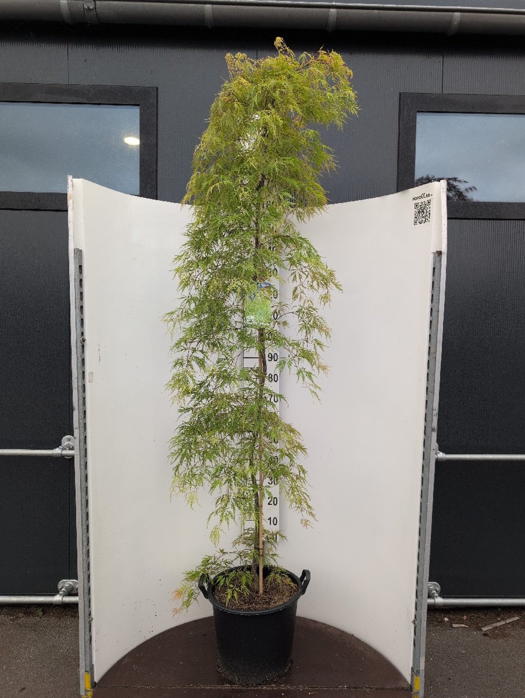 Acer pal. 'Dissectum Flavescens' - C35 175-200 CM